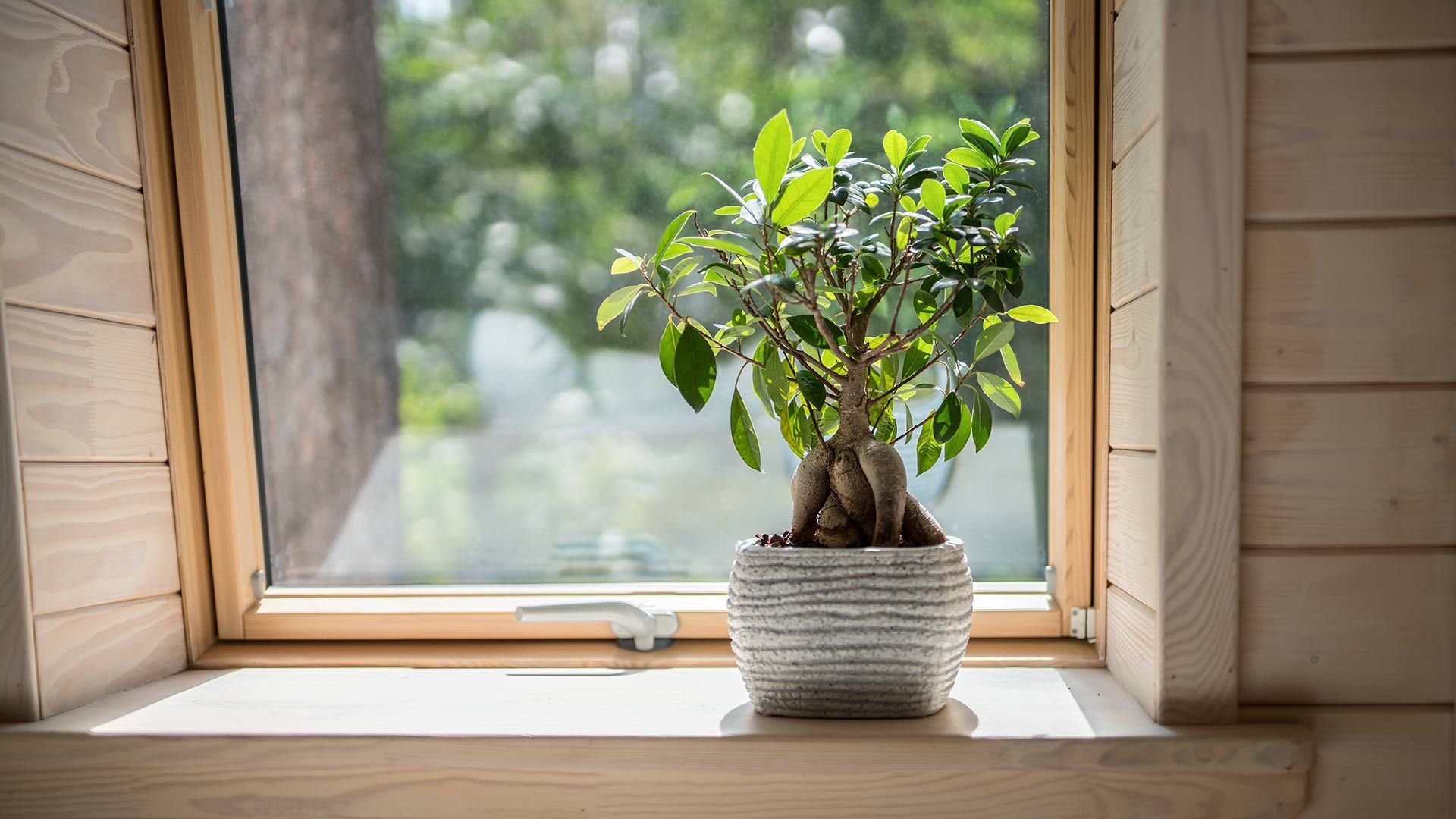 Baum_vor_Dachfenster