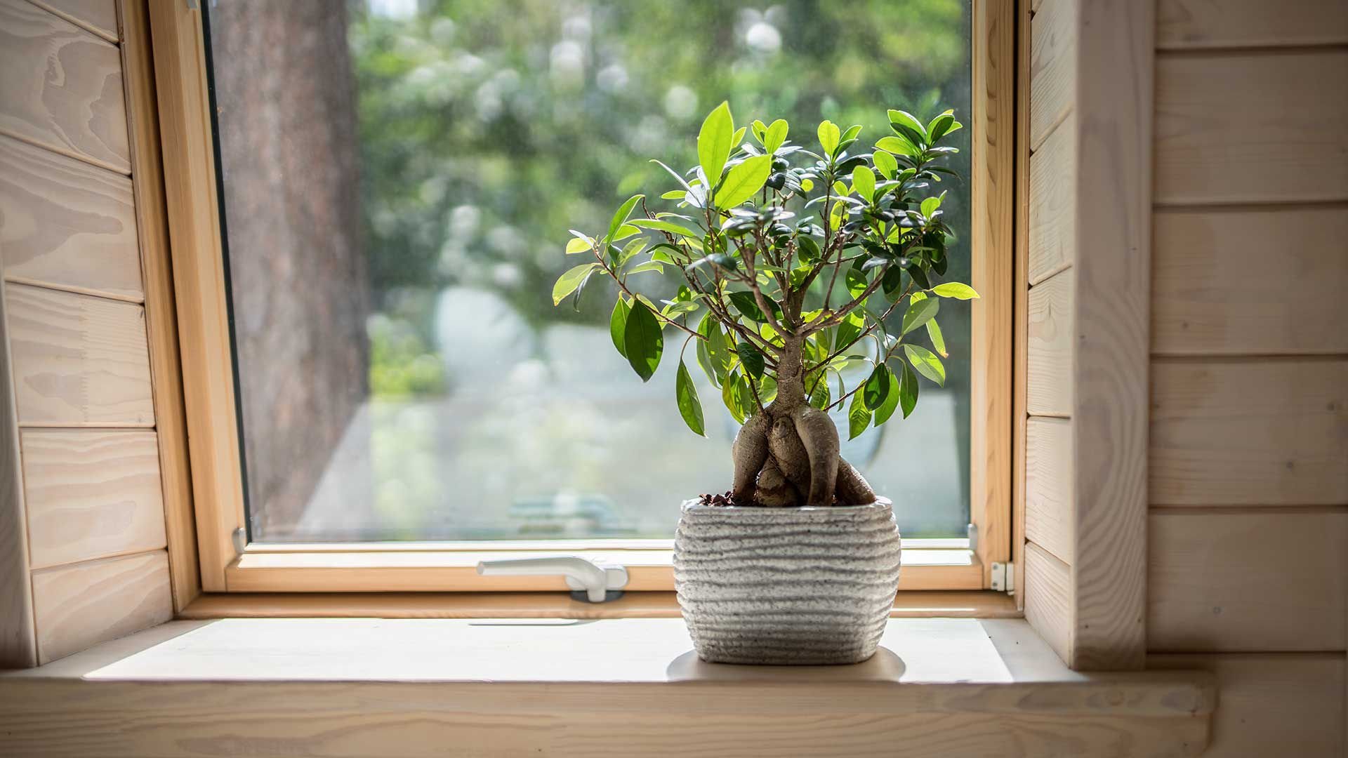 KFW Förderung Dachfenster Bonsai Baum